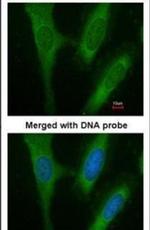BAP31 Antibody in Immunocytochemistry (ICC/IF)