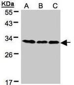 BAP31 Antibody in Western Blot (WB)