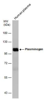 Plasminogen Antibody in Western Blot (WB)