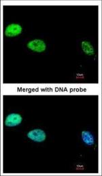 POLD1 Polyclonal Antibody