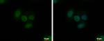 TrxR1 Polyclonal Antibody