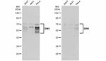 BIN1 Antibody in Western Blot (WB)