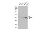 BIN1 Antibody in Western Blot (WB)