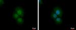 PRMT2 Polyclonal Antibody