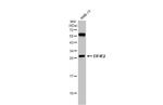 eIF4E2 Polyclonal Antibody