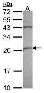 GSTA4 Antibody in Western Blot (WB)