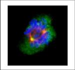 Aurora A Antibody in Immunocytochemistry (ICC/IF)