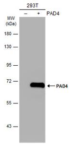 PADI4 Polyclonal Antibody