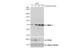 BMAL1 Antibody in Western Blot (WB)