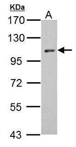 HEF1 Polyclonal Antibody