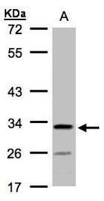 C4orf19 Antibody in Western Blot (WB)