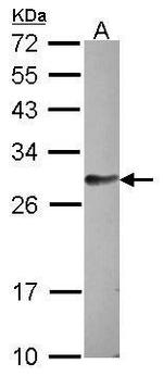 FAM122B Antibody in Western Blot (WB)