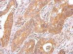 C6orf97 Antibody in Immunohistochemistry (Paraffin) (IHC (P))