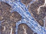 C6orf97 Antibody in Immunohistochemistry (Paraffin) (IHC (P))