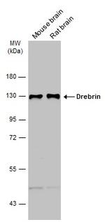 Drebrin Antibody in Western Blot (WB)
