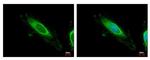 TBRG4 Polyclonal Antibody