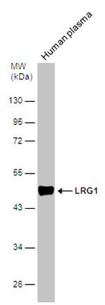 LRG1 Antibody in Western Blot (WB)
