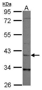 LRG1 Antibody in Western Blot (WB)