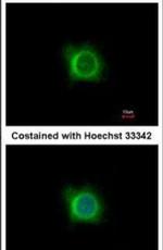 PDK1 Antibody in Immunocytochemistry (ICC/IF)