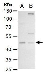 PDK1 Antibody in Western Blot (WB)