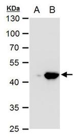 PDK1 Antibody in Western Blot (WB)