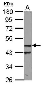 PDK1 Antibody in Western Blot (WB)