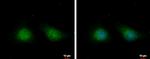 IP6K1 Antibody in Immunocytochemistry (ICC/IF)