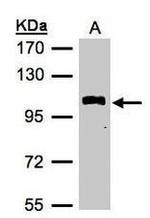 VPS34 Antibody in Western Blot (WB)