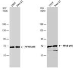 NFkB p65 Antibody in Western Blot (WB)