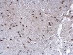 SEPHS1 Antibody in Immunohistochemistry (Paraffin) (IHC (P))