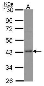 SEPHS1 Antibody in Western Blot (WB)