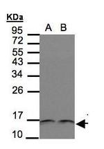 Thioredoxin 1 Antibody in Western Blot (WB)