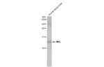 CXCL9 Antibody in Western Blot (WB)