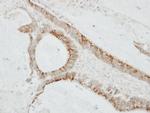 CMTM6 Antibody in Immunohistochemistry (Paraffin) (IHC (P))