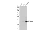 CMTM6 Antibody in Western Blot (WB)
