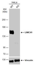 LIMCH1 Antibody in Western Blot (WB)