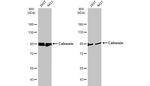 Calnexin Antibody in Western Blot (WB)
