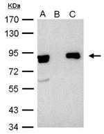 Ku80 Antibody in Immunoprecipitation (IP)