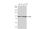 Ku80 Antibody in Western Blot (WB)