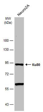 Ku80 Antibody in Western Blot (WB)
