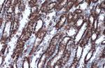 HSP60 Antibody in Immunohistochemistry (Paraffin) (IHC (P))
