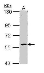 FAM126A Antibody in Western Blot (WB)