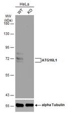 ATG16L1 Antibody in Western Blot (WB)