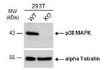p38 MAPK alpha Antibody in Western Blot (WB)