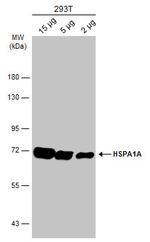 HSP70 Antibody in Western Blot (WB)