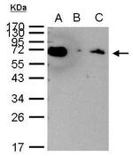 HSP70 Antibody in Immunoprecipitation (IP)