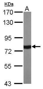 HSP70 Antibody in Western Blot (WB)