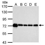 HSP70 Antibody in Western Blot (WB)