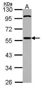 Cdc20 Polyclonal Antibody