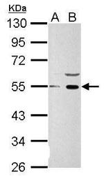 WNT1 Polyclonal Antibody